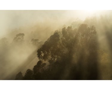 PSH113-VD4 Tapeten Komar Pure 2 Foggy Sunshine Farbe Grün Vlies Fototapete