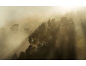 PSH113-VD4 Tapeten Komar Pure 2 Foggy Sunshine Farbe Grün Vlies Fototapete