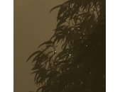 PSH113-VD4 Tapeten Komar Pure 2 Foggy Sunshine Farbe Grün Vlies Fototapete
