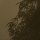 PSH113-VD4 Tapeten Komar Pure 2 Foggy Sunshine Farbe Grün Vlies Fototapete