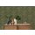 AS 394051 Tapeten A.S Creation Farbe Grün    PintWalls II Vliestapete