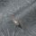 AS 399842 Tapeten A.S Creation Farbe Grau     Michalsky 6 Satintapete